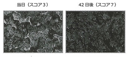 06-teosyal_07.jpg