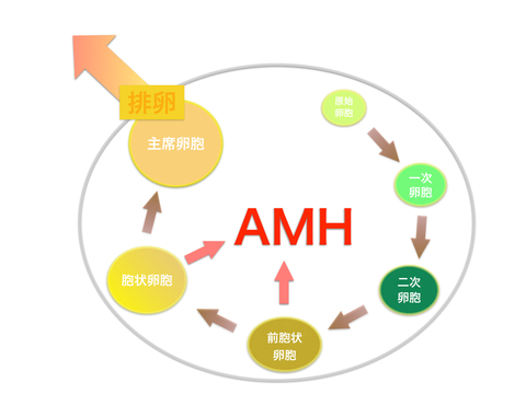 AMH 説明画像.001.jpg